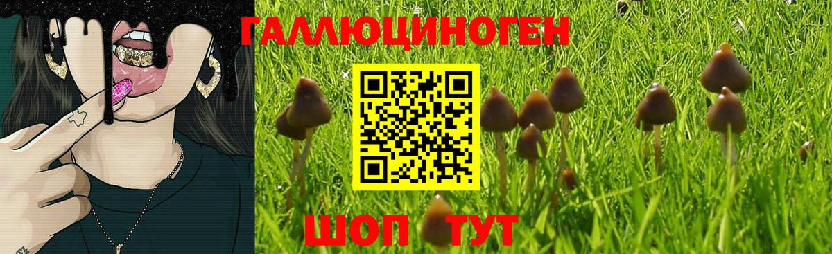Петропавловск-Камчатский  Псилоцибиновые грибы MAGIC MUSHROOMS  Вход с VPN 